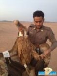 العثور على “;نسر”; يحمل قطعا مكتوب عليها “;إسرائيل”; بفيضة بن سويلم # بــالــصــور