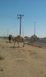 على طريق حائل _ جبه #جمال سائبه تشكل خطرا