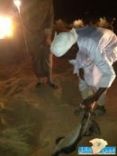 ( بالصور ) حيوان غريب يهاجم راعي إبل بالقليب جنوب منطقة حائل