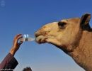 و “;مزاين أم رقيبة”; تنطلق 23 محرم#الأمير مشعل يستحدث 3 ‏فئات