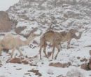 تكسو الجمال بمنطقة تبوك#بالصور: الثلوج