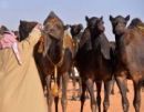 تصنف 8 رعايا من الأبل المجاهيم فئة 40 #لجنة التحكيم في أم رقيبة