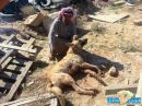 مزارع بقعاء قتل قطيع من الأغنام#قتل ذئب فجر هذا اليوم  باحد