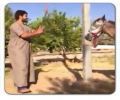 بتعذيب حصان مربوط  وذلك بضربه بحديده على رأسه#بالفيديو __ مجموعه شباب يتلذذون