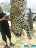 يقتل نمراً عربياً  #بالصور.. مواطن سعودي