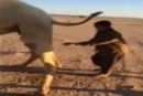 من بول “;ناقة”; في الصحراء#بالفيديو: طفل يغتسل ويشرب