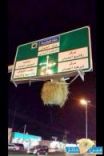 بتعلق لفة برسيم على لوحه #غياب المرور يتسبب