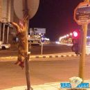 “;مُعلق بقرب إشارة مرور”; ( إشارة الحمراء ) بحائل # بالصور ..ذئب مقتول