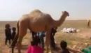 خلال الاقتراب منها بشكل كبير#بالفيديو _ جمل يرمح طفله
