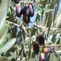إلى حضور ندوة “;احتياجات مزارعي الزيتون”;#زراعة حائل تدعو مزارعى الزيتون