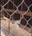 حبسها صاحبها من موت محقق.. ويبكي لنفوق بعضها عطشاً#بالفيديو.. شاب ينقذ طيوراً