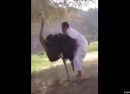 لم تدس راسها بالتراب بل واجهت الموقف بشجاعه#بالفيديو __ نعامة السليمي