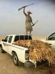 كميات مهولة من “; الضبان “;#بالصور شباب يصطادون