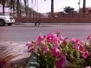 لتغطية حفر أمام مبناها ..!!#أمانة الورود تعيد ( الكفر ) الشهير