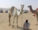 العمل خوفاً من «كورونا»#رعاة إبل يُـضربون عن