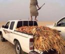 السجن 10 أشهر وغرامة 20 ألفاً #لمرتكب “;مجزرة الضبان”;