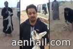 ثعلبًا أكل دجاجات ابنه ويعتذر من الحياة الفطرية