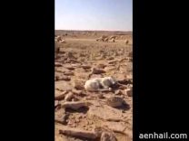 لراعي يكتشف بأن كلبه نائم بدلاً من حماية الماشية
