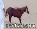 مطالب عاجلة بمحاسبة  المعذبه والقتلة للحيوانات