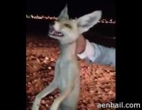 مجموعة شباب يقتلون ( حصني ) وهم يرددون هذا الملعون اللي سجن أبو حواس