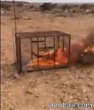 يحرقون ثعلباً داخل قفص حديدي