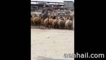 يقوم بطلاء الأضاحي لتغيير لونها حتى تصبح مثل “البلدي”