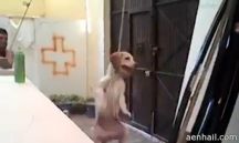 بتعليق كلب في مشنقة وضربه بشدّة