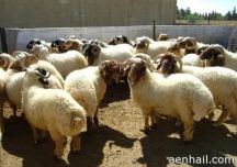 ليلة زفافه​ لإعداد “​العشاء” ​لضيوفه