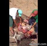عمالة تقوم بسلخ حمار وتقطيعه