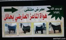 افتتاح ملتقى هواة الماعز العارضي