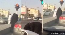 بإحدى الإشارات يتطور إلى مصارعة حرة على الطريق
