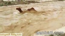 بالفيديو.. ناقة تصارع مياه السيول الجارفة