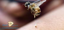 سم النحل يقضي على سرطان خطير