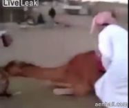 يجدع برجل حاول ركوبه