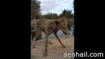 تجمد ( حصني ) سقط في بركة بحائل