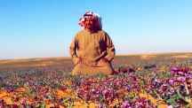 بالصور … خزاما شمال تربة حائل 14 كلم