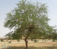 زراعة البسكيت (يقصدالبرسوبس ) بحائل غير صحيح والجلعود يوضح الحقيقة
