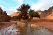 شهدت منطقة حائل اليوم (الجمعة) هطول أمطار غزيرة