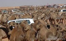 بالفيديو : ردة فعل تجار الإبل بعد خبر إلغاء مهرجان مزايين أم رقيبة