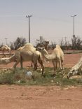 إبل سائبة تشكل خطراً على طرق الودي