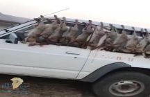 الحياة الفطرية” تأمر بالقبض على “سفاح الأرانب”