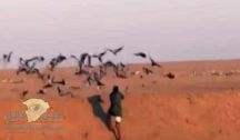 بالفيديو: حقيقة مقطع صيد طائر الكرك النادر