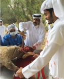 الشيخ حمد بن خليفة يثير إعجاب متابعيه بعد نشر صورته وهو يذبح أضحيته بنفسه