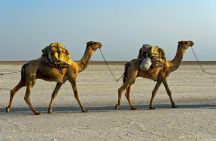 ألقت شرطة العاصمة الهندية دلهي القبض على مهرب خمور استخدم الجمال لنقل بضاعته غير المشروعة.