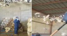 بالفيديو : عمال وزارة البيئة يتخلصون من الطيور المصابة بالأنفلونزا بضربها بـ “الشيول”