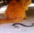صغير وقط – فيديو#معركة طريفة بين ثعبان
