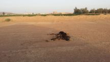 أهالي قرية الطوال يناشدون بلدية الخطة النظر بمطالبهم