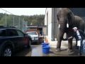 بمبلغ 20 دولار .بالفيديو#فيل يقوم بغسل السيارات