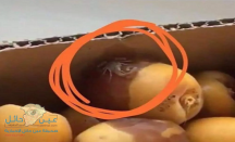 انتشار “فرخ العقرب” في صناديق الرطب.. وأكاديمي يحذر!