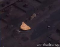 بالفيديو: ( خنقة ) بين فأرين على قطعة بيتزا